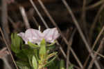 Hairy laurel <BR>Hairy wicky